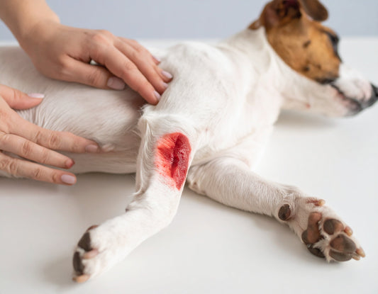 The importance of proper wound care
